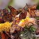Foto%20mariposa%20monarca